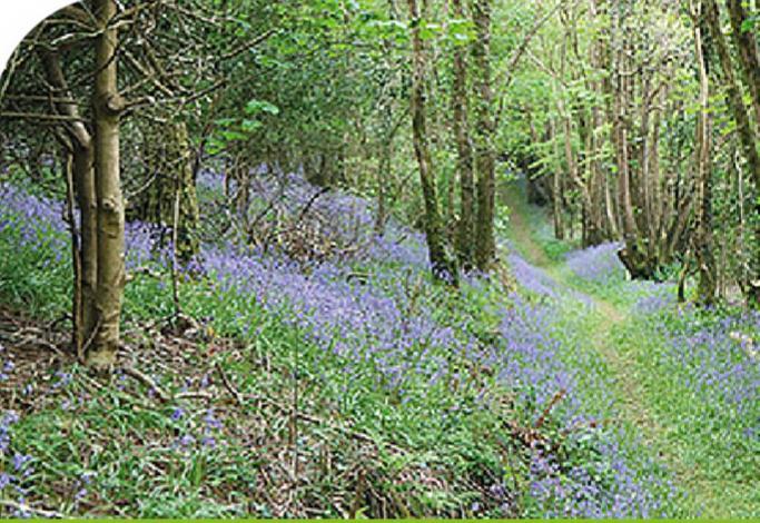 Chalet Peregrine - Idillic Cornwall Retreat Liskeard
